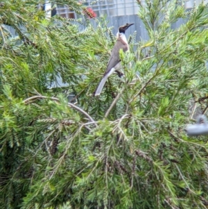 Philemon corniculatus at North Albury, NSW - suppressed