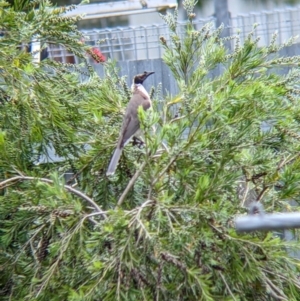 Philemon corniculatus at North Albury, NSW - suppressed
