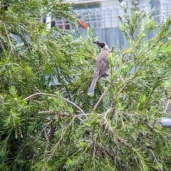 Philemon corniculatus at North Albury, NSW - suppressed