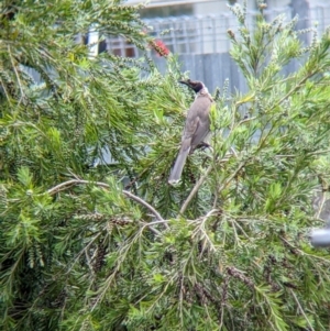 Philemon corniculatus at North Albury, NSW - suppressed