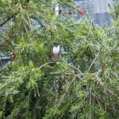 Philemon corniculatus at North Albury, NSW - suppressed