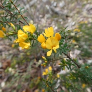 Pultenaea altissima at Charleys Forest, NSW - 11 Oct 2021