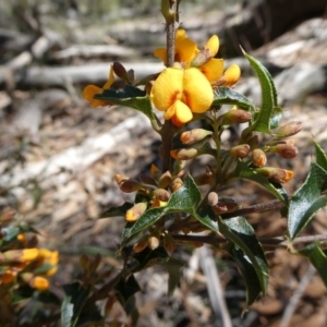 Podolobium ilicifolium at Mongarlowe, NSW - 24 Oct 2021