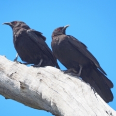 Corcorax melanorhamphos (White-winged Chough) at Molonglo Valley, ACT - 2 Nov 2022 by wombey