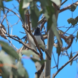 Myiagra rubecula at Molonglo Valley, ACT - 2 Nov 2022 12:51 PM