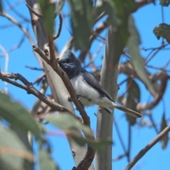 Myiagra rubecula at Molonglo Valley, ACT - 2 Nov 2022