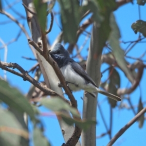 Myiagra rubecula at Molonglo Valley, ACT - 2 Nov 2022