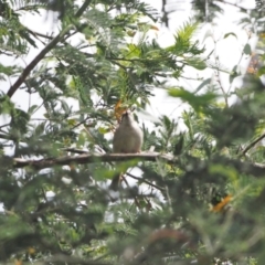 Melithreptus brevirostris (Brown-headed Honeyeater) at Molonglo Valley, ACT - 2 Nov 2022 by wombey