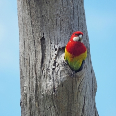 Platycercus eximius (Eastern Rosella) at Molonglo River Reserve - 2 Nov 2022 by wombey