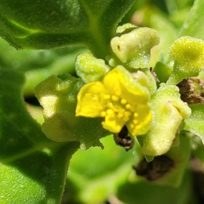 Tetragonia tetragonoides (Native Spinach, New Zealand Spinach) at Coffs Harbour, NSW - 1 Nov 2022 by trevorpreston