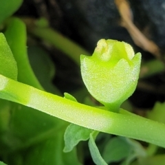 Tetragonia tetragonoides at Coffs Harbour, NSW - 2 Nov 2022