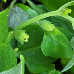 Tetragonia tetragonoides at Coffs Harbour, NSW - 2 Nov 2022