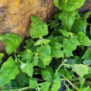 Tetragonia tetragonoides at Coffs Harbour, NSW - 2 Nov 2022