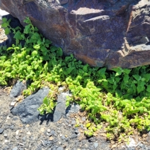 Tetragonia tetragonoides at Coffs Harbour, NSW - 2 Nov 2022