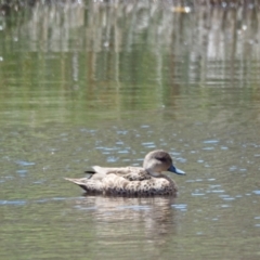 Anas gracilis (Grey Teal) at Molonglo River Reserve - 2 Nov 2022 by wombey