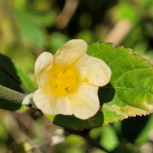 Sida rhombifolia at Coffs Harbour, NSW - 2 Nov 2022 02:15 PM