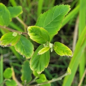 Sida rhombifolia at Coffs Harbour, NSW - 2 Nov 2022 02:15 PM