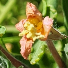 Oenothera sp. at Coffs Harbour, NSW - 2 Nov 2022 02:03 PM