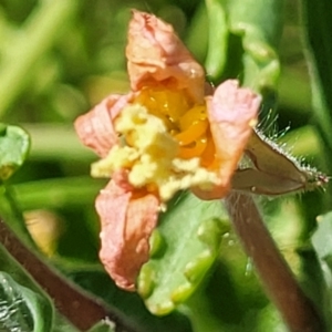 Oenothera sp. at Coffs Harbour, NSW - 2 Nov 2022