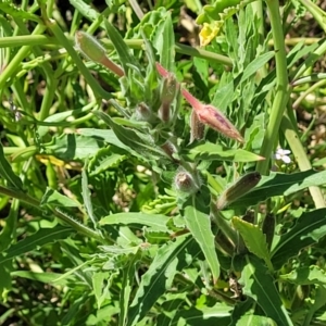 Oenothera sp. at Coffs Harbour, NSW - 2 Nov 2022