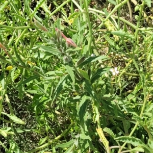 Oenothera sp. at Coffs Harbour, NSW - 2 Nov 2022