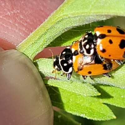 Hippodamia variegata (Spotted Amber Ladybird) at Coffs Harbour, NSW - 2 Nov 2022 by trevorpreston