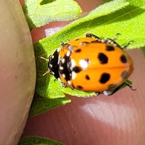 Hippodamia variegata at Coffs Harbour, NSW - 2 Nov 2022 02:02 PM