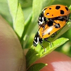 Hippodamia variegata at Coffs Harbour, NSW - 2 Nov 2022