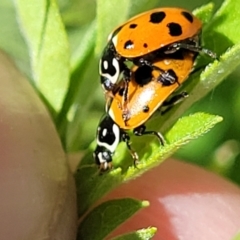 Hippodamia variegata at Coffs Harbour, NSW - 2 Nov 2022