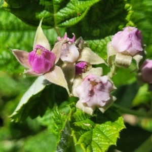 Rubus parvifolius at Coffs Harbour, NSW - 2 Nov 2022