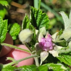 Rubus parvifolius at Coffs Harbour, NSW - 2 Nov 2022