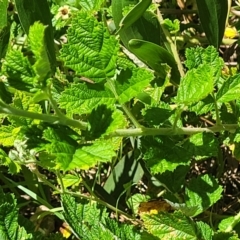 Rubus parvifolius at Coffs Harbour, NSW - 2 Nov 2022 02:00 PM