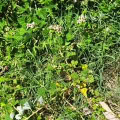 Rubus parvifolius at Coffs Harbour, NSW - 2 Nov 2022