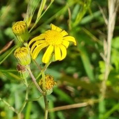 Senecio madagascariensis (Madagascan Fireweed, Fireweed) at Jerrabomberra, ACT - 2 Nov 2022 by Mike