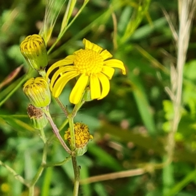 Senecio madagascariensis (Madagascan Fireweed, Fireweed) at Isaacs Ridge and Nearby - 2 Nov 2022 by Mike