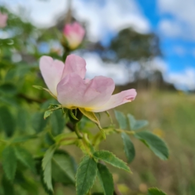 Rosa canina (Dog Rose) at Isaacs, ACT - 2 Nov 2022 by Mike