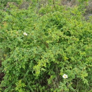 Rosa canina at Isaacs, ACT - 2 Nov 2022