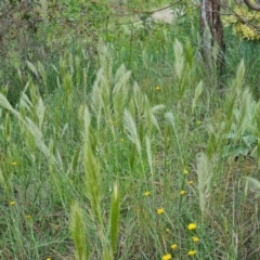 Austrostipa densiflora (Foxtail Speargrass) at Isaacs, ACT - 2 Nov 2022 by Mike