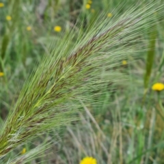 Austrostipa densiflora at Isaacs, ACT - 2 Nov 2022