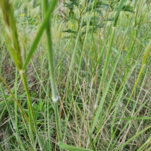 Austrostipa densiflora at Isaacs, ACT - 2 Nov 2022 03:02 PM