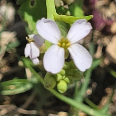 Cakile maritima (Sea Rocket) at Coffs Harbour, NSW - 2 Nov 2022 by trevorpreston