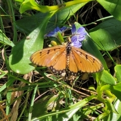 Acraea terpsicore at Coffs Harbour, NSW - 2 Nov 2022 01:48 PM