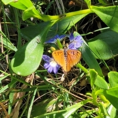 Acraea terpsicore at Coffs Harbour, NSW - 2 Nov 2022