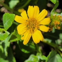 Wollastonia uniflora (Beach Sunflower) at Coffs Harbour, NSW - 2 Nov 2022 by trevorpreston