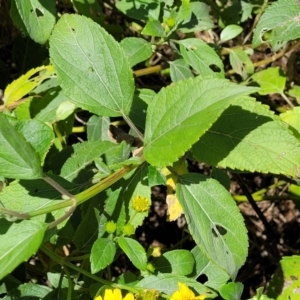 Wollastonia uniflora at Coffs Harbour, NSW - 2 Nov 2022