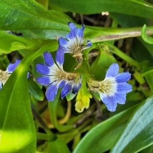 Scaevola calendulacea at Coffs Harbour, NSW - 2 Nov 2022