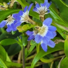 Scaevola calendulacea at Coffs Harbour, NSW - 2 Nov 2022 01:40 PM