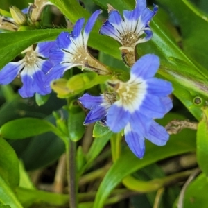 Scaevola calendulacea at Coffs Harbour, NSW - 2 Nov 2022