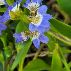 Scaevola calendulacea at Coffs Harbour, NSW - 2 Nov 2022