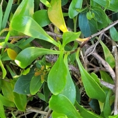 Scaevola calendulacea at Coffs Harbour, NSW - 2 Nov 2022